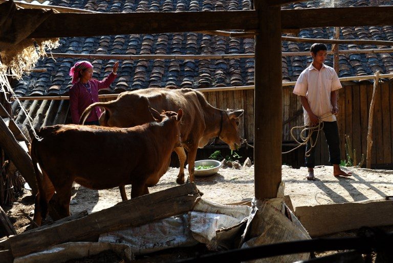 Người dân tỉnh Hà Giang được Hội Chữ thập đỏ tặng bò để xóa đói giảm nghèo. Ảnh chụp 4/4/2015. Hoàng Đình Nam/AFP