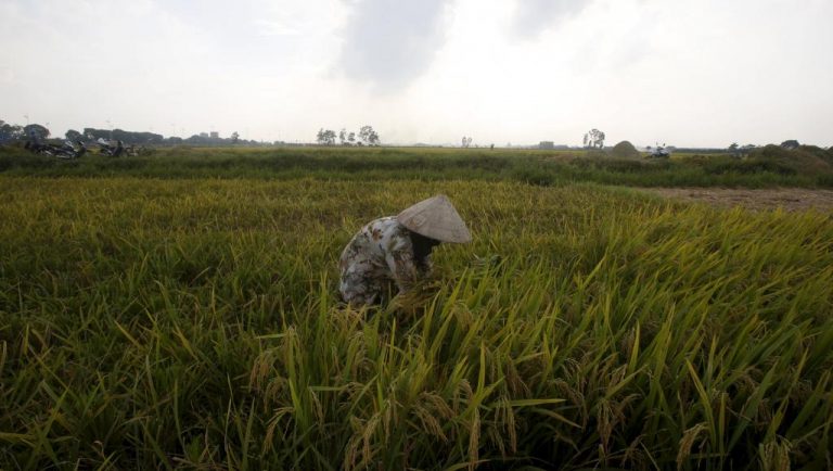 Một đồng lúa ở vùng đồng bằng sông Cửu Long. Ảnh: Reuters