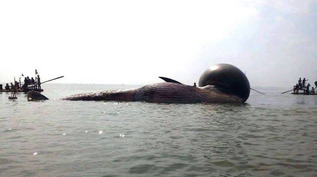 Cá voi chết trôi dạt vào bờ Diễn Thành, Diễn Châu ngày 27 tháng 5 năm 2016. Ảnh: FB Nguyen Ngoc Chu