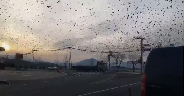 Thành phố vắng lặng, quạ đen bay đầy trời ở Hàn Quốc. Ảnh: cắt từ clip Yan.vn