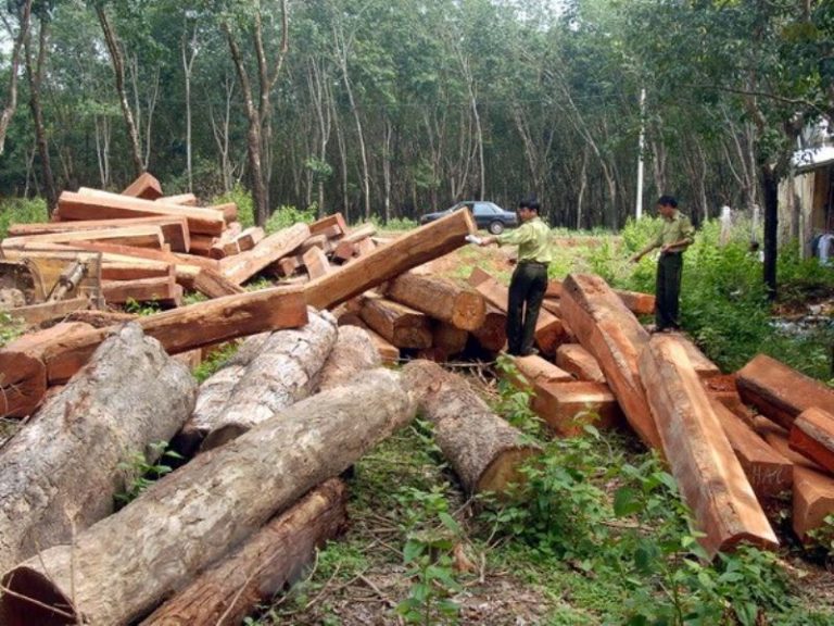 Nạn phá rừng tràn lan ở mức rất nghiêm trọng là một trong các nguyên nhân chính gây ra lũ lụt, sạt lở đất... đưa đến thiệt hại về nhân mạng và tài sản của dân chúng. Ảnh: Việt Nam Forestry