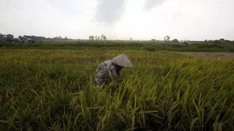 Một đồng lúa ở đồng bằng sông Cửu Long, miền Nam Việt Nam. Ảnh: Reuters