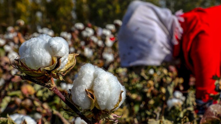 Một nông dân hái bông trên cánh đồng ở Hami thuộc vùng Tân Cương phía Tây Bắc Trung Quốc. Bông vải là một trong các sản phẩm chính phủ Mỹ cấm nhập cảng từ Tân Cương do tình trạng cưỡng bách lao động. Ảnh: STR/AFP via Getty Images