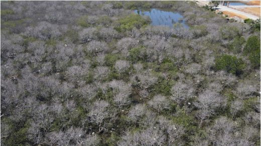 Hình 1: Ảnh flycam báo Tuổi Trẻ chụp rừng ngập mặn ở Núi Thành, Quảng Nam chết lụi.