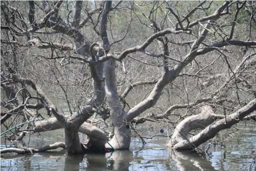 Hình 3: Nước ngập sâu khiến cho những cây bần 150 tuổi cũng chết.