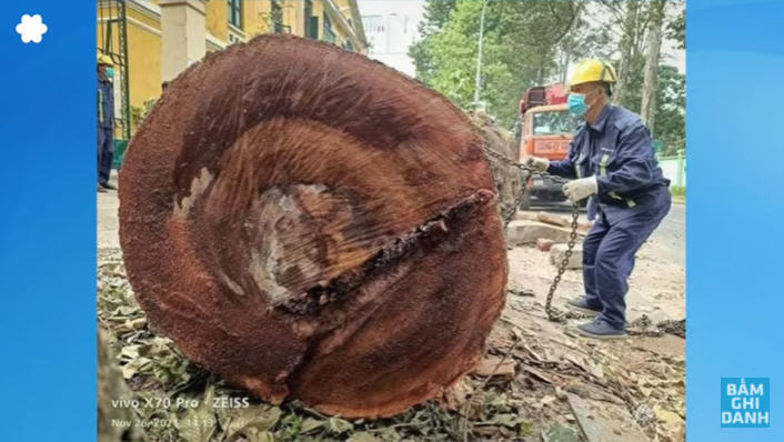 Dư luận phản đối vụ đốn hạ 11 cây cổ thụ trăm năm trên đường Nguyễn Bỉnh Khiêm, Sài Gòn.