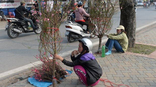 Nông dân bán hoa đào dọc một con đường dẫn vào trung tâm thành phố Hà Nội. Ảnh: AFP