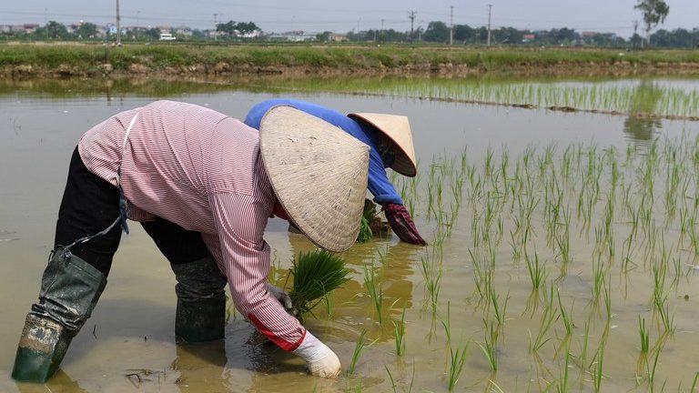 Nông dân cấy lúa ở Hà Nội hôm 1/7/2020. Ảnh: AFP