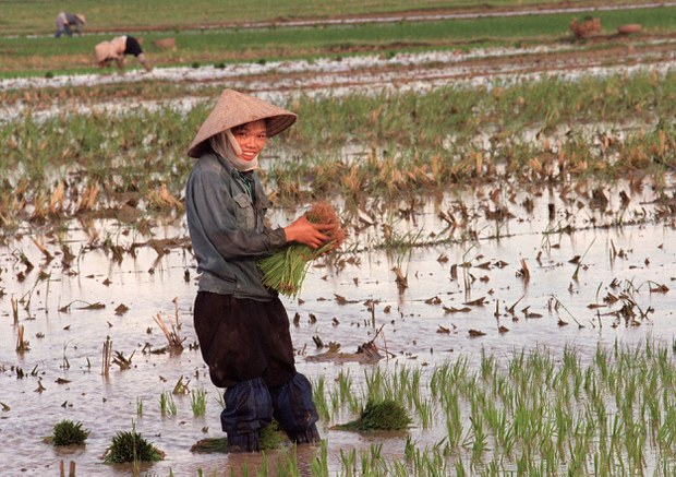 Nông dân cấy lúa. Ảnh: AFP