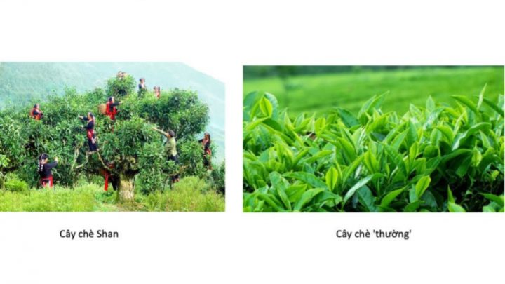 Cây chè Shan và cây chè thường. Ảnh: Blog Tuan V. Nguyen