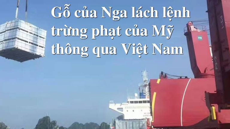 Cơ quan Điều Tra Môi Trường (EIA), một nhóm giám sát phi lợi nhuận có trụ sở tại Anh, phát hiện ra rằng hầu hết các sản phẩm gỗ bạch dương hiện đang được xuất khẩu từ Việt Nam sang Hoa Kỳ có nguồn gốc từ Nga.