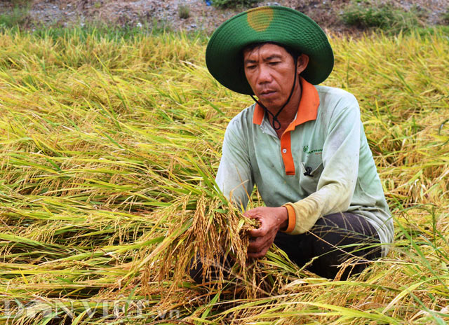 Một nông dân và ruộng lúa của ông. Ảnh minh họa: Dân Việt