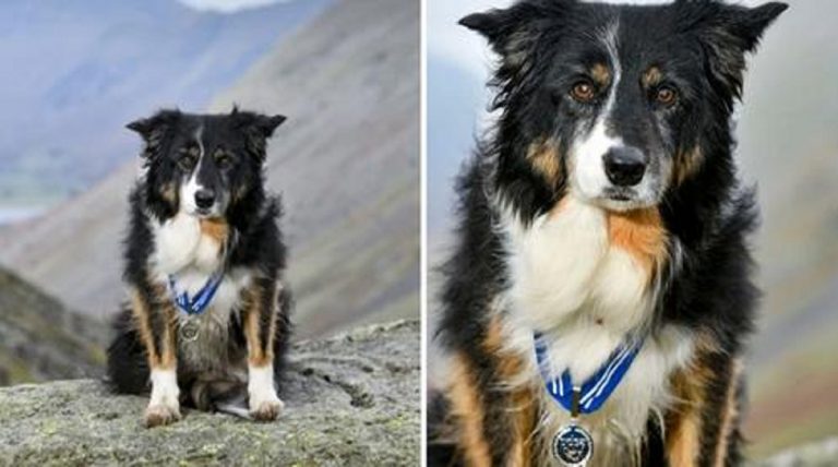 Chú chó Skye nhận được huân chương vàng PDSA, còn được gọi là Thánh giá George của động vật. Giải thưởng này vinh danh cho những con vật thực hiện những hành động dũng cảm đáng kính trọng ở Vương Quốc Anh. Ảnh: taze.info