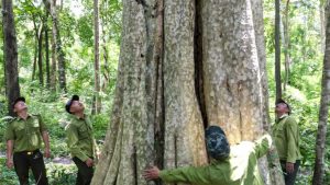 Khu rừng nguyên sinh được cho là sẽ bị chặt phá để làm hồ thủy lợi Ka Pét, tỉnh Bình Thuận. Ảnh: VnExpress