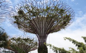 Những “Cây năng lượng” (ở Singapore) là một kiến trúc hình phễu, miệng rộng chừng 20 mét hứng nước chảy về hầm chứa. Cây này vừa tạo cảnh quan đẹp, vừa cảnh báo con người về thái độ với nước, vừa thu gom nước mưa. Ảnh: FB Nguyễn Huy Cường