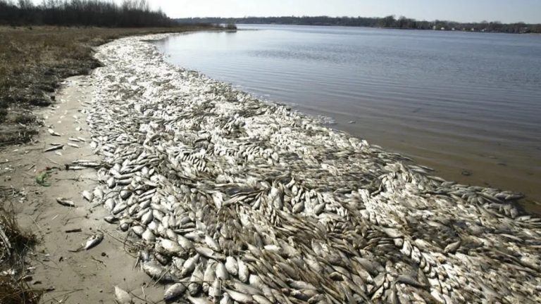 Cá chết hàng loạt, bởi nhà máy thép Formosa Hà Tĩnh xả chất thải độc hại, dạt vào bờ biển miền Trung, tháng 4/2016. Ảnh: Asia Sentinel