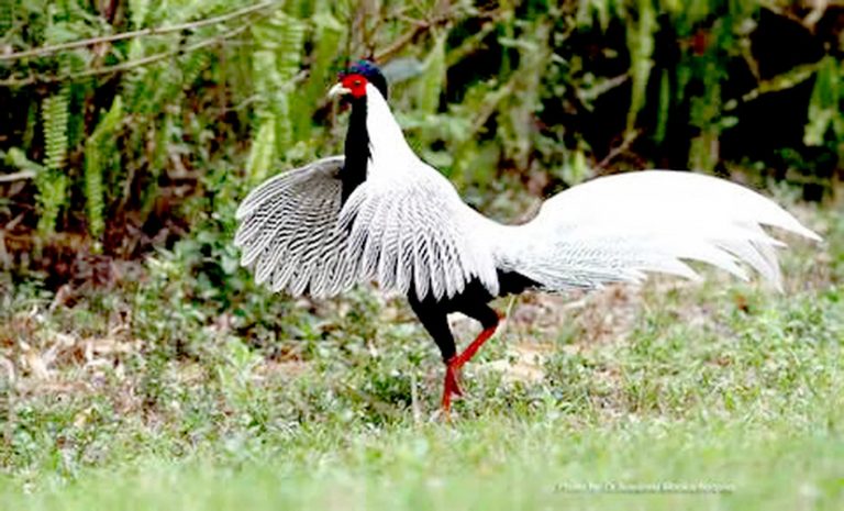 Gà lôi trắng. Ảnh: Dân Trí