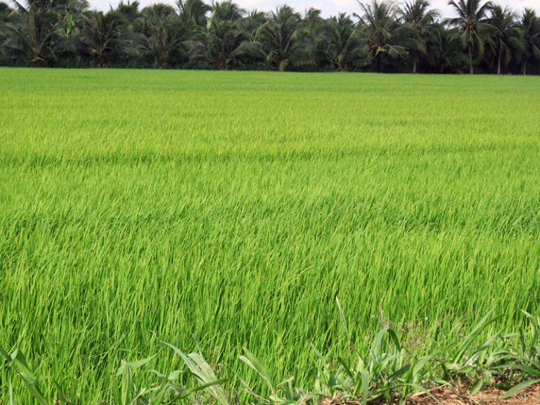 Thấy xanh tươi vậy đó, nhưng có nhiều khi nông dân lỗ sau một mùa làm ruộng. Nói chung, tôi thấy cuộc sống nông dân ở đây (miền Tây) khá bấp bênh. Không ngạc nhiên khi thanh niên lớn lên đều bỏ quê lên thành làm công nhân để có thu nhập ổn định. Ảnh: FB Nguyễn Tuấn