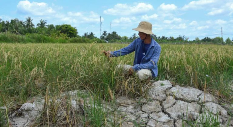 Người nông dân trên cánh đồng lúa khô hạn giữa đợt nắng nóng kéo dài ở tỉnh Cà Mau, khu vực Đồng bằng sông Cửu Long, Việt Nam. Ảnh ngày 23/02/2024. AFP - TAN DIEN