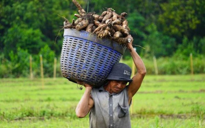 Ảnh minh họa: Nông dân trồng khoai mì