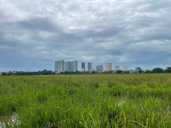 Cánh đồng Yên Giang, phường Trường Vinh (Nghệ An). Ảnh: Lao Động
